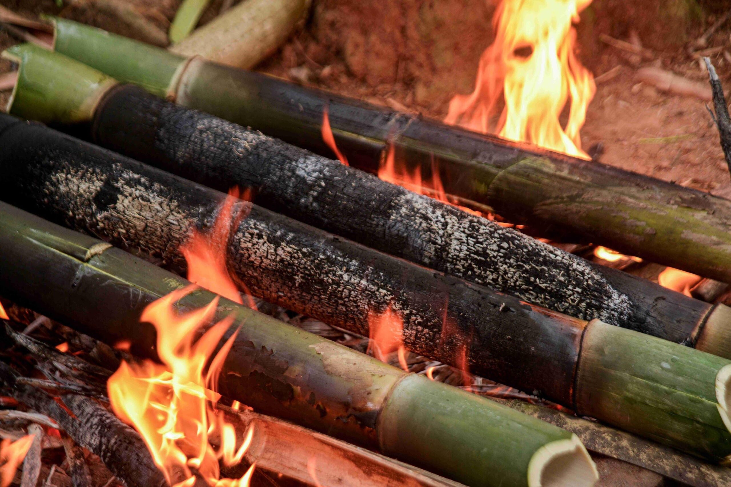 Fresh bamboo tubes roasting over an open fire during the traditional Binulu cooking process in Porac, Pampanga